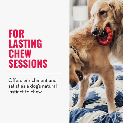 KONG Ring Dog Toy – Durable Natural Rubber Chew Ring for Medium/Large Dogs